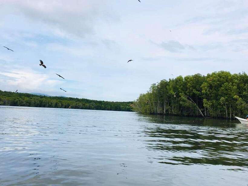 Langkawi: Tanjung Rhu Mangrove Speedboat Tour - Tanjung Rhu by speedboat: a quick shift from sea to forest