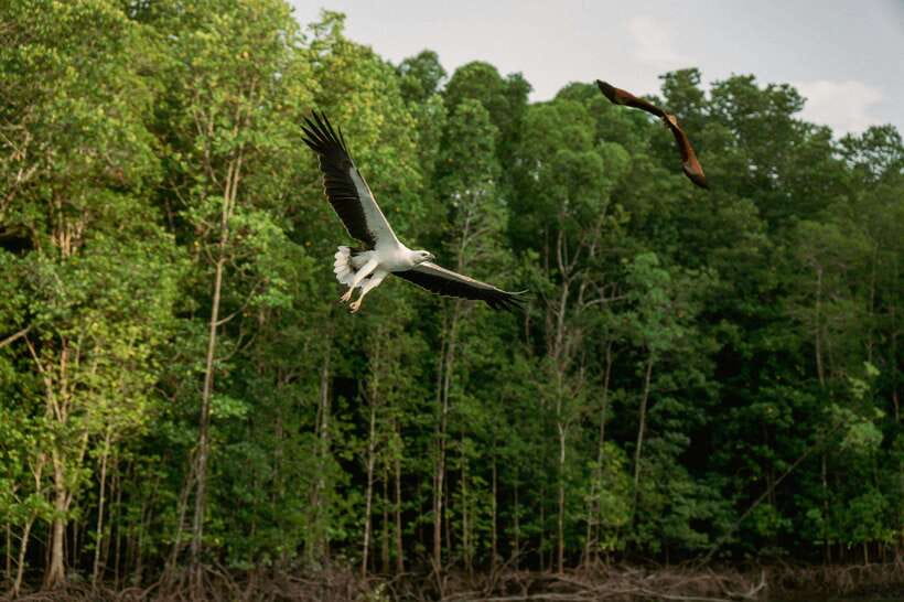 Langkawi: Tanjung Rhu Mangrove Speedboat Tour - Is $21 a fair price for three to five hours?