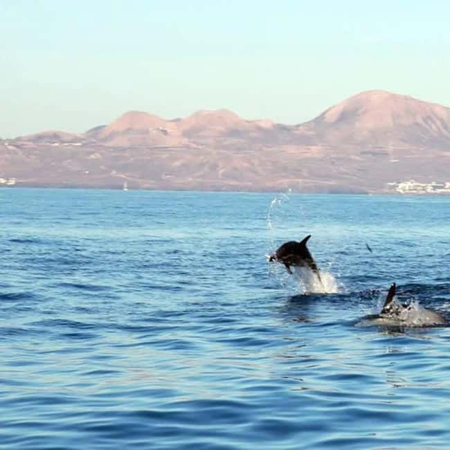 Lanzarote: Dolphin Watching by speedboat - A 12-person RIB from Puerto del Carmen