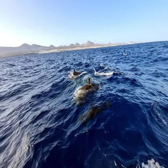 Lanzarote: Dolphin Watching by speedboat - What the 2 to 2.5 hours feels like