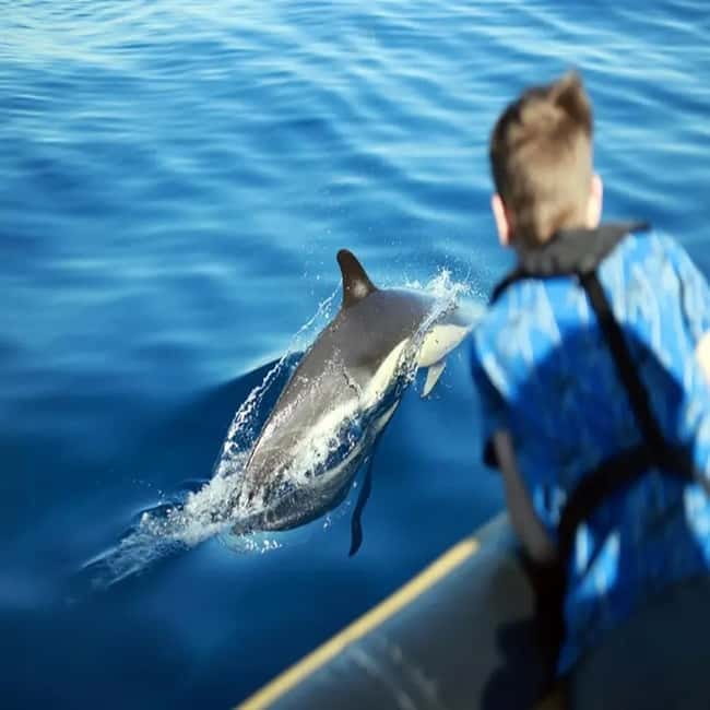 Lanzarote: Dolphin Watching by speedboat - Seabirds and turtles add value when dolphins stay away