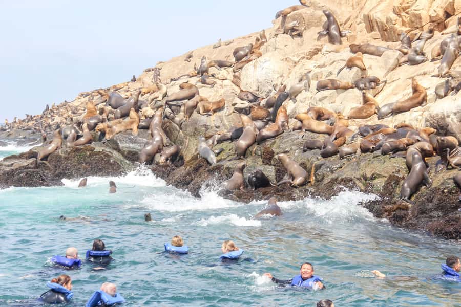 Lima: Palomino Islands Speedboat Tour & Swim with Sea Lions - Why this sea lion trip is special