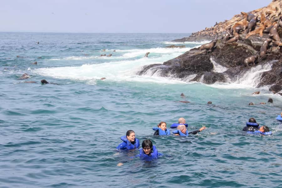 Lima: Palomino Islands Speedboat Tour & Swim with Sea Lions - Seabirds, penguins, and a busy Pacific habitat