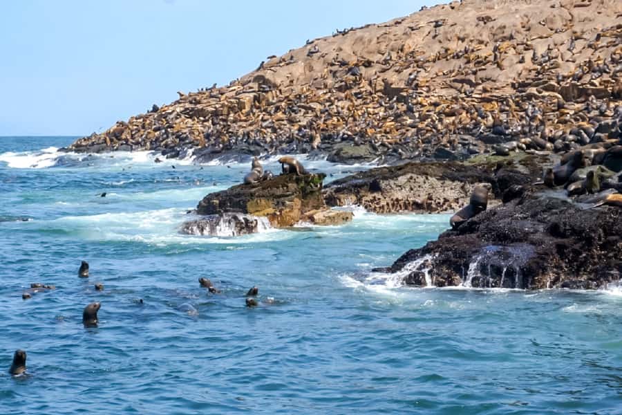 Lima: Palomino Islands Speedboat Tour & Swim with Sea Lions - Practical advice for a smoother outing