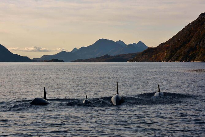 Lofoten RIB Sea Eagle Safari and Trollfjord Cruise - The gear makes the open boat practical