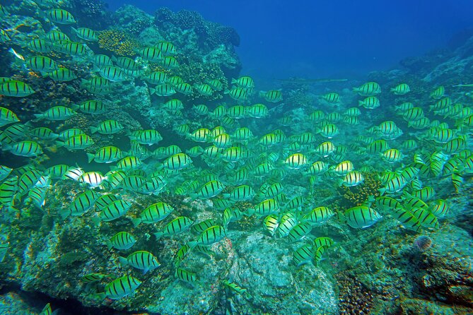 Los Cabos Snorkeling Tour by Speed Boat with Photos Included - Why this small-boat trip works so well in Cabo