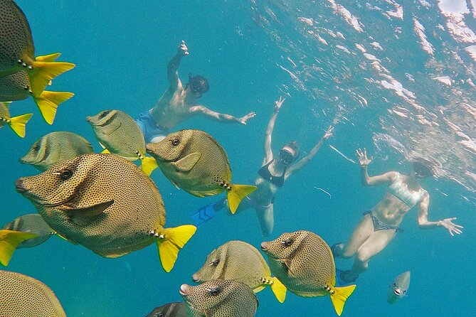 Los Cabos Snorkeling Tour by Speed Boat with Photos Included - Is $89 a good value?
