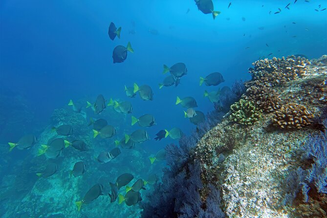 Los Cabos Snorkeling Tour by Speed Boat with Photos Included - From Marina Plaza API to the open water