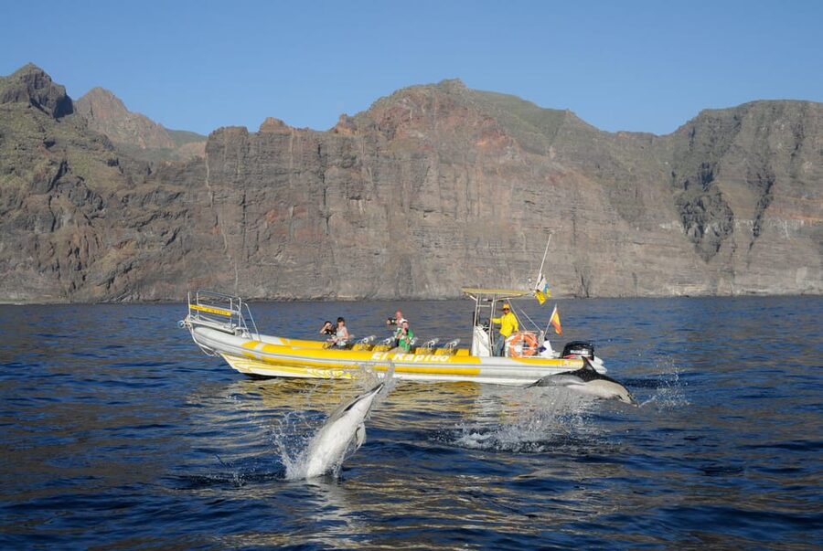 Los Gigantes: Dolphin and Whale Watching Cruise by Speedboat - Why this Los Gigantes boat trip works