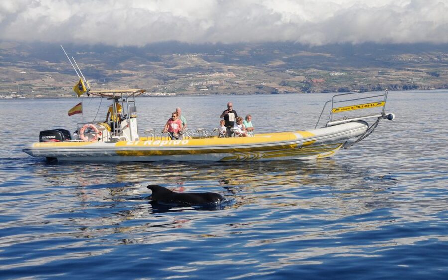 Los Gigantes: Dolphin and Whale Watching Cruise by Speedboat - Meeting the boat at Los Gigantes port