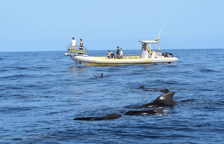Los Gigantes: Dolphin and Whale Watching Cruise by Speedboat - Wildlife sightings and the limits of the promise
