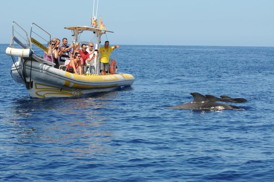 Los Gigantes: Dolphin and Whale Watching Cruise by Speedboat - Swimming at Masca, Barranco Seco, or Juan López