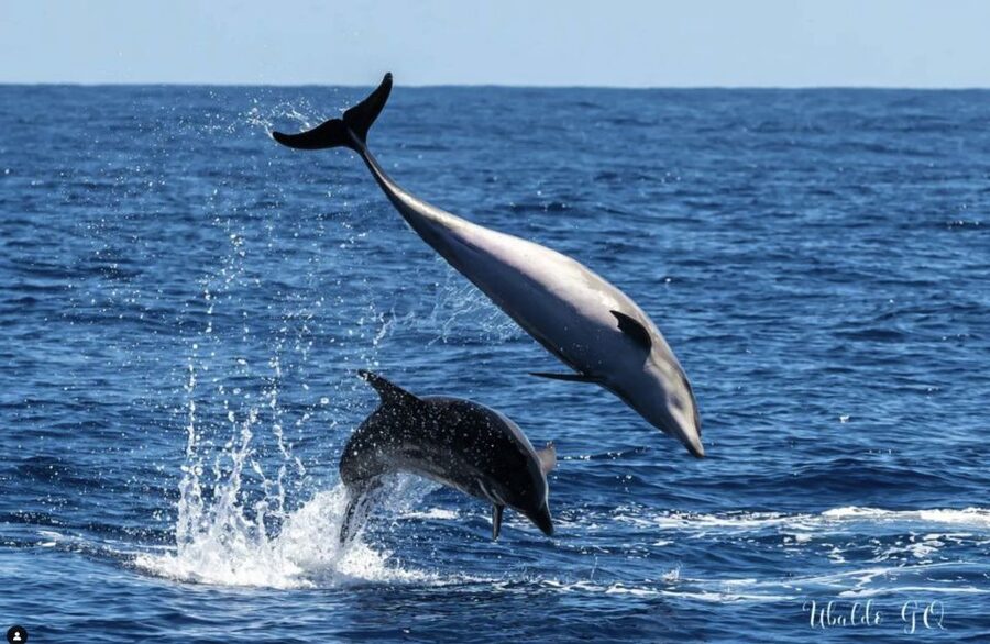 Los Gigantes: Dolphin and Whale Watching Cruise by Speedboat - Comfort, weather, and what to pack