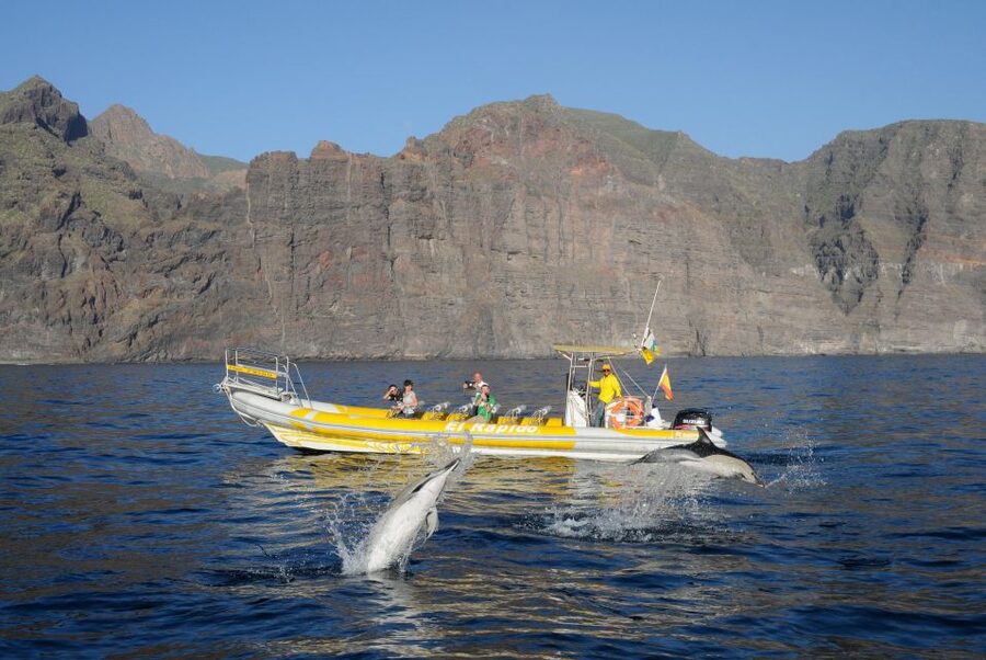 Los Gigantes: Dolphin and Whale Watching Cruise by Speedboat - Who should book this experience?