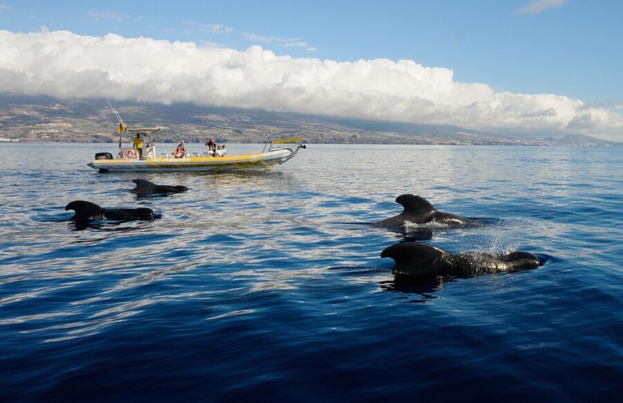 Los Gigantes: Dolphin and Whale Watching Cruise by Speedboat - The RIB ride toward the whale sanctuary