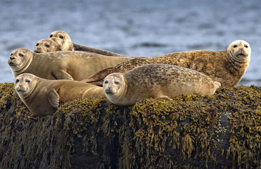 Lunenburg: Zodiac Wildlife Tour with Naturalist Guide - Leaving Lunenburg for the open coast