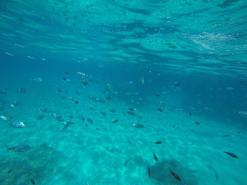Mallorca : Speedboat, Snorkelling and Swimming Adventure - How much fun is the speedboat ride?
