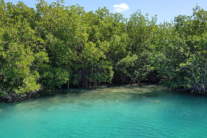 Mangrove and Lagoon Speed Boat Tour - Boat size matters more than it first appears