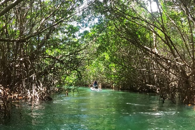 Mangrove and Lagoon Speed Boat Tour - Is the $20 dock fee worth it?