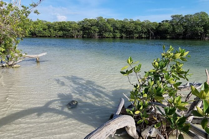 Mangrove and Lagoon Speed Boat Tour - Timing, weather, and cancellation details
