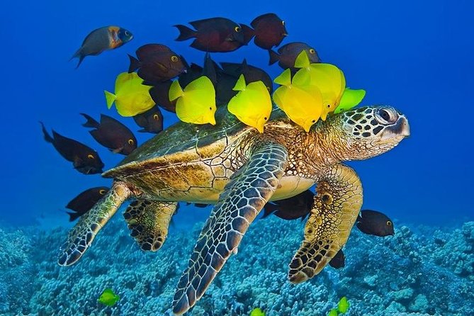 Maui Snorkel Adventure: Molokini Crater and Turtle Cove - When weather changes the plan