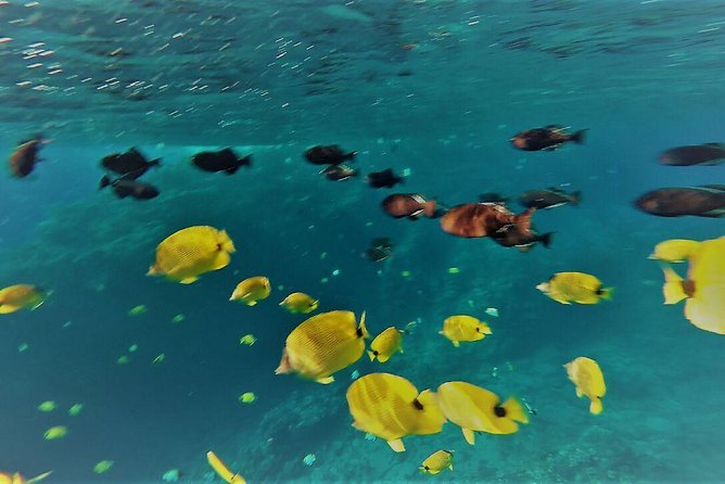 Maui Snorkel Adventure: Molokini Crater and Turtle Cove - The crew and the feel onboard
