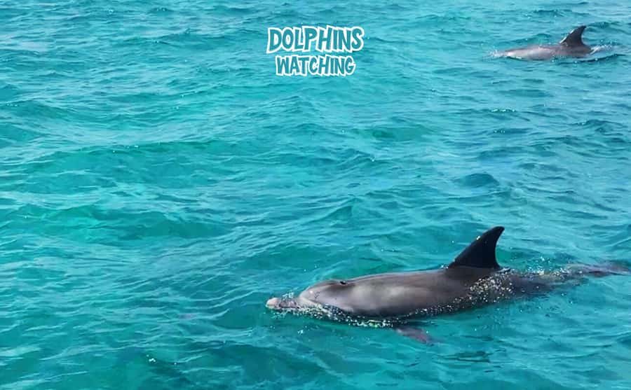 Mauritius: Benitier Island - Swim Dolphins - Speedboat & BBQ - Starting early from Tamarin