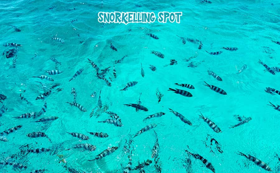 Mauritius: Benitier Island - Swim Dolphins - Speedboat & BBQ - Lunch and free time on Benitier Island