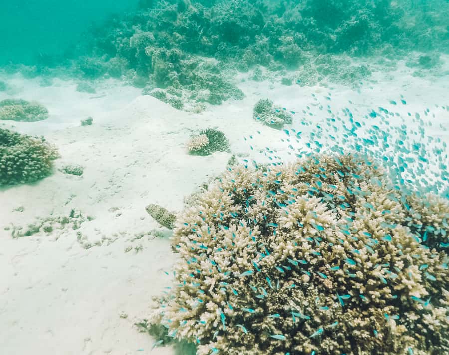 Mauritius: Full-Day Speedboat Tour to Ile aux Cerfs & BBQ - Is $147 a fair price?