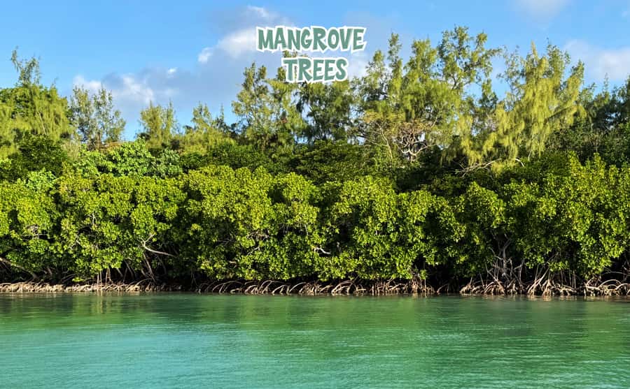 Mauritius: Ile aux Cerfs Speedboat Tour with Lunch & Drinks - Key points to know before you book