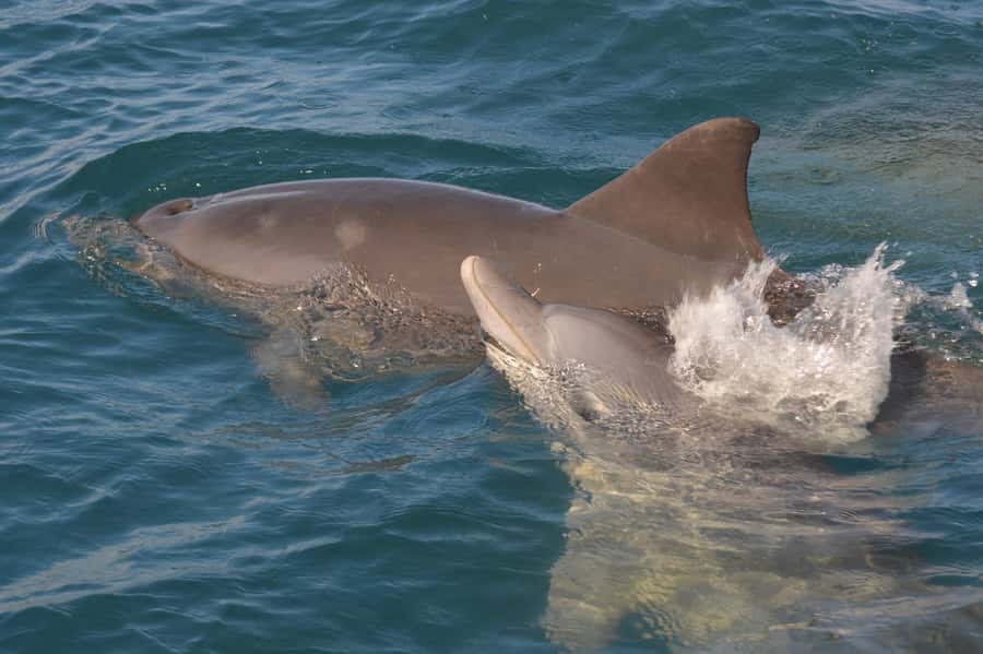 Mauritius: Snorkel and Swim with Dolphins on Speedboat Tour - Key points to know before booking