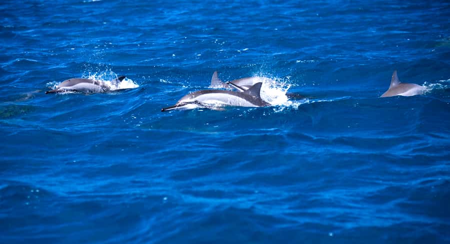 Mauritius: Snorkel and Swim with Dolphins on Speedboat Tour - Getting into the water with a mask and snorkel