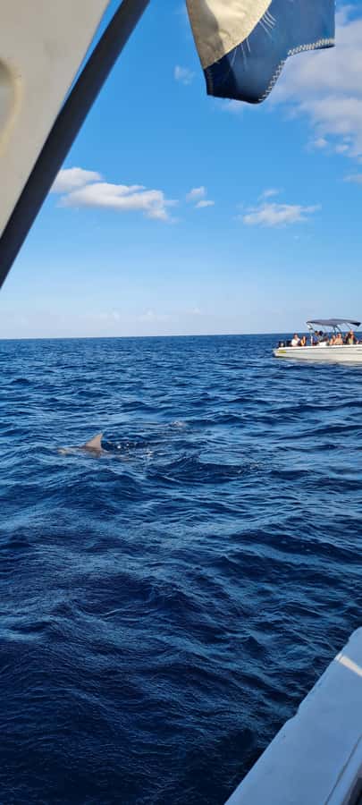 Mauritius: Snorkel and Swim with Dolphins on Speedboat Tour - What the $49 price really covers