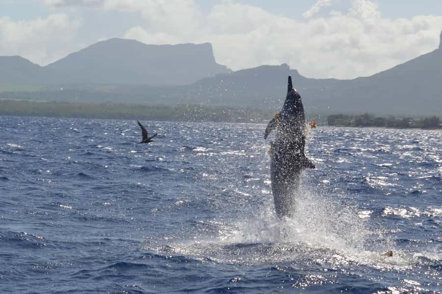 Mauritius: Snorkel and Swim with Dolphins on Speedboat Tour - Crew, language, and the feel of the outing