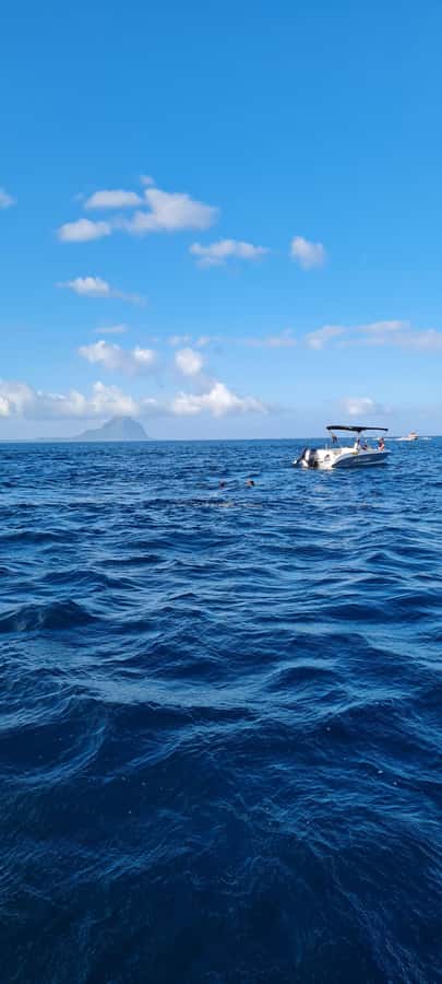 Mauritius: Snorkel and Swim with Dolphins on Speedboat Tour - Should you book it?