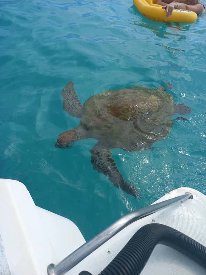 Mauritius: Snorkeling with turtles Le Transporteur speedboat - Key points to know before booking
