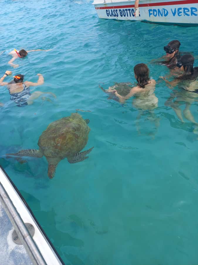 Mauritius: Snorkeling with turtles Le Transporteur speedboat - From Grand Baie to Trou aux Biches lagoon