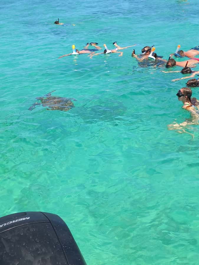 Mauritius: Snorkeling with turtles Le Transporteur speedboat - Why Trou aux Biches is the main attraction