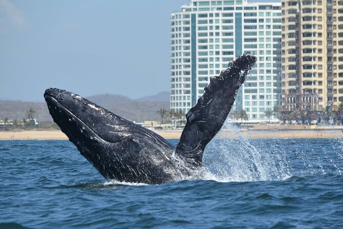 Munba Ballena Tour by Power Boat - Key points at a glance