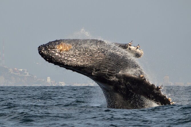 Munba Ballena Tour by Power Boat - Three hours on the water in a small, quick boat