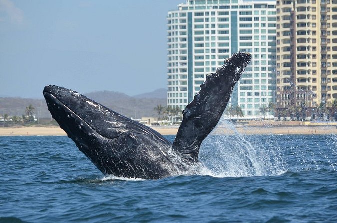 Munba Ballena Tour by Power Boat - Who will enjoy this most