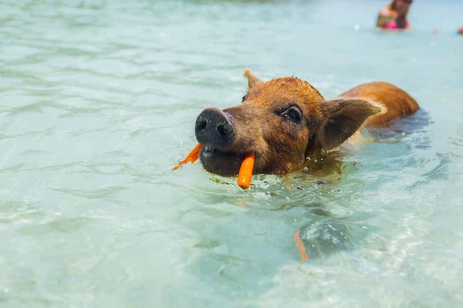 Nassau: Exuma Powerboat Day Trip - Pigs, iguanas, stingrays, and sharks