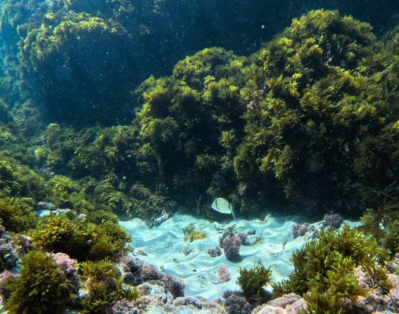 Nerja-Maro: Snorkeling & Sea Scooter Speedboat Trip - What the price includes at $47