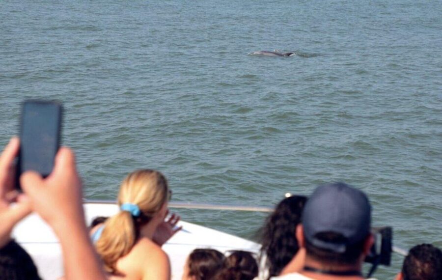 Ocean City, MD: Coastal Speedboat Tour with Dolphin Spotting - Why the crew matters on this trip