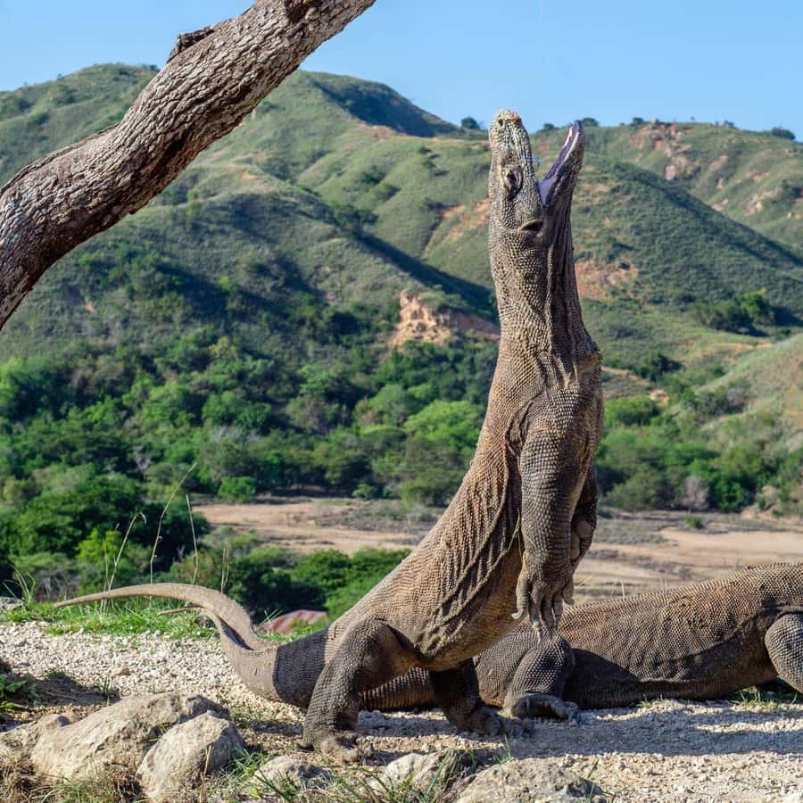 One-Day Komodo Tour By Speedboat - A very full day from Labuan Bajo