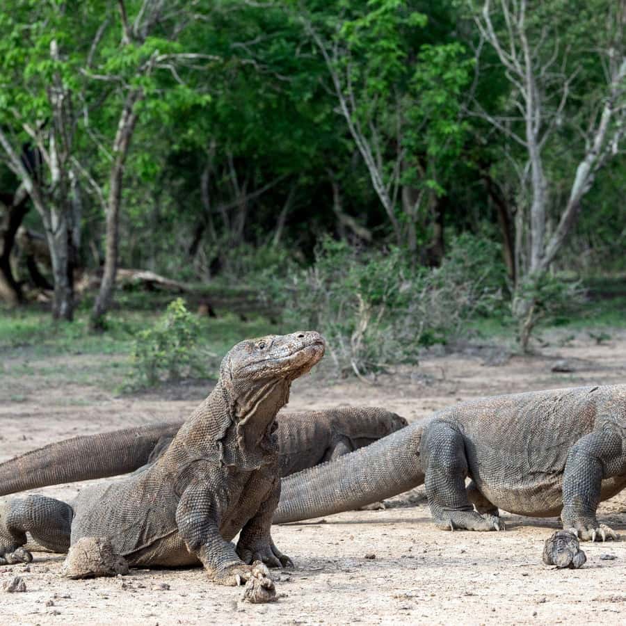 One-Day Komodo Tour By Speedboat - Komodo Island and the dragon walk