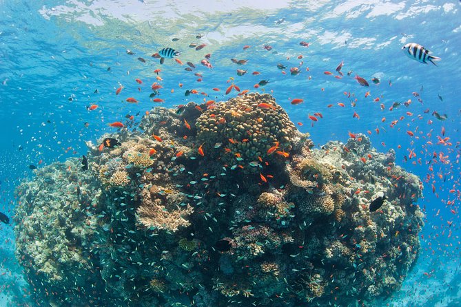 Orange Bay Island By Private Speedboat & snorkeling & Water Sport - Hurghada - Snacks, fruit, soda, and water on board