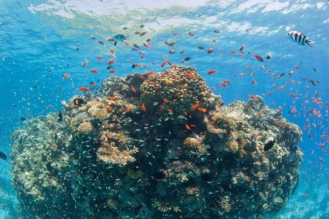 Orange Bay Private Speedboat ,Snorkeling, Water Sport- Hurghada - What the Private Format Is Worth at $70