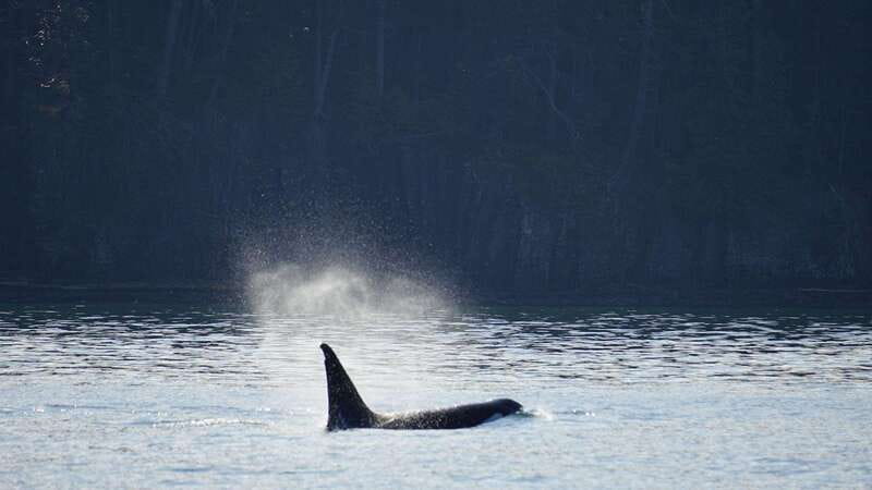 Orcas Island: Whale and Orca Guided Speedboat Tour - Key points to know before booking