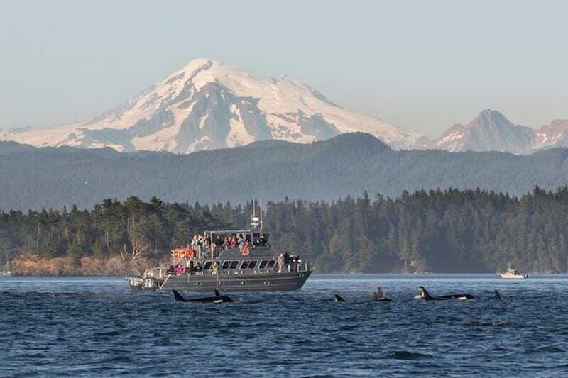 Orcas Island: Whale and Orca Guided Speedboat Tour - Booking details that affect the day